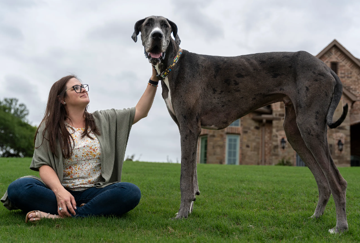 oldest great dane 2022