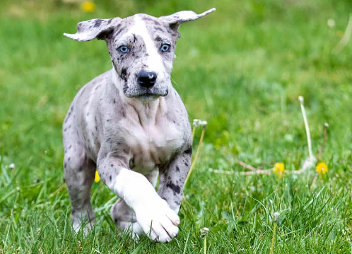 white great dane price
