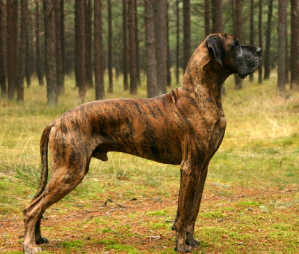 working line great dane
