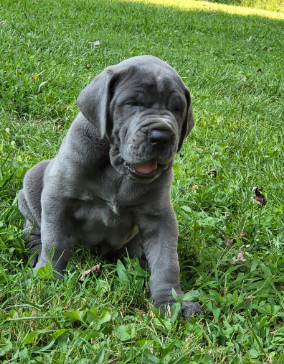 victory great danes