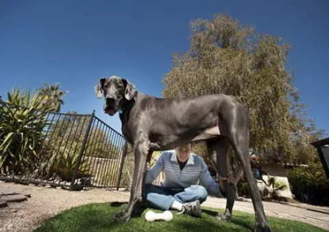 titan great dane