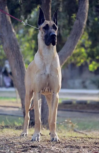 sumner great danes