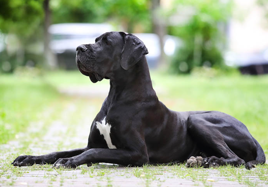 scary black great dane