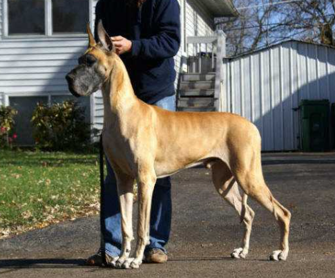 rojon great danes