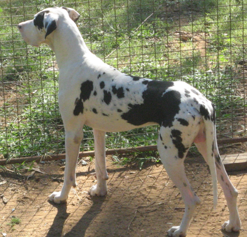 quintessa great dane