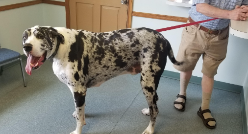 overweight great dane