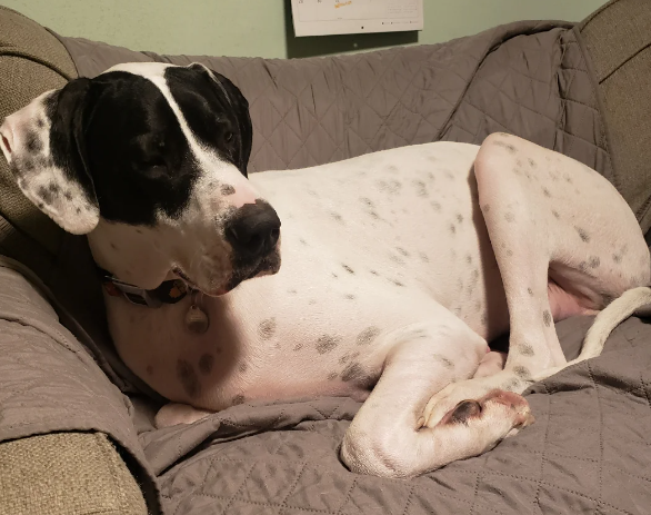 piebald dane
