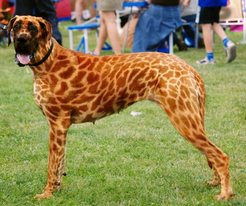 orange merle great dane