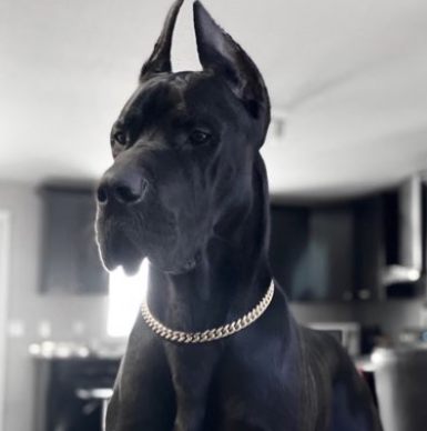 olympus great danes