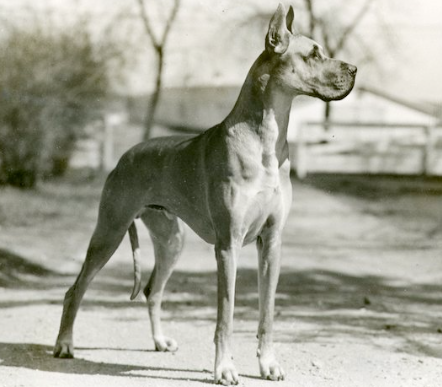 old mission danes
