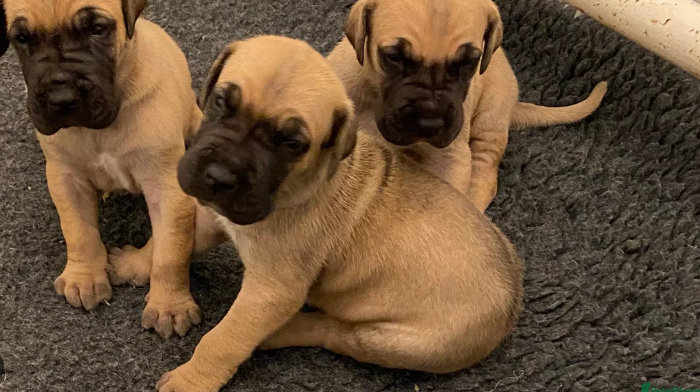 primus great danes