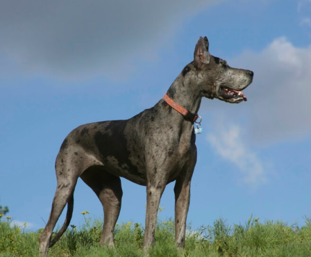 purple great dane