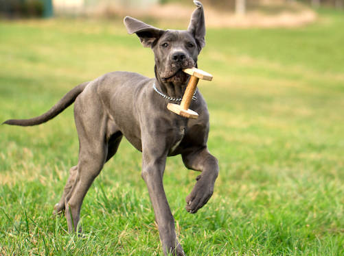 raising a great dane