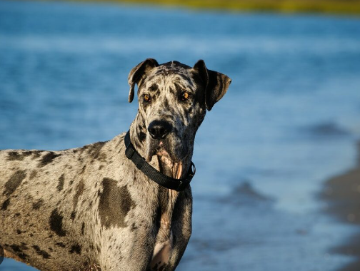 red merle great dane