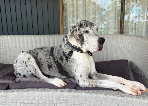 senior great dane