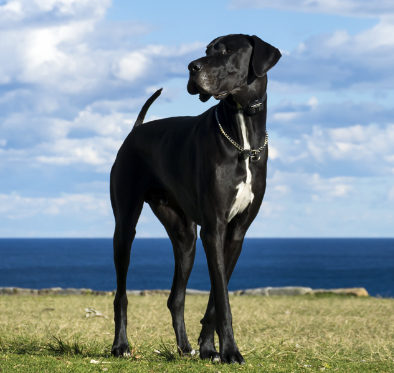 spca great dane