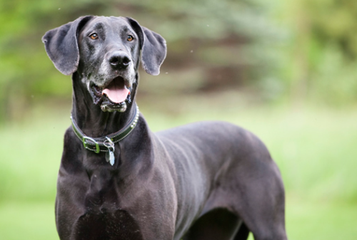 twilight great danes