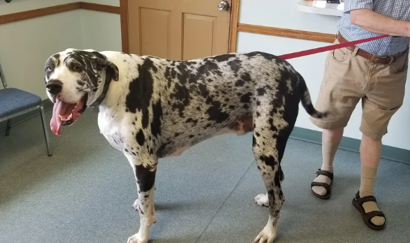 obese great dane