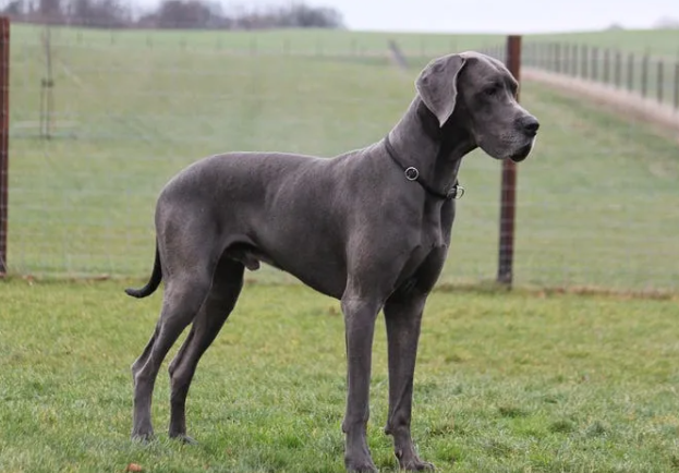 oldest great dane 2020