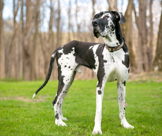 white great dane dog