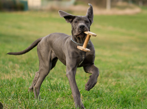 working great dane