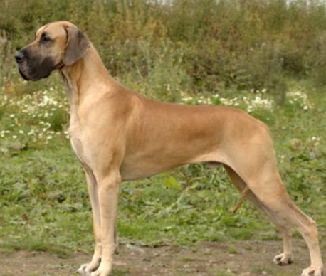 vanmore great danes