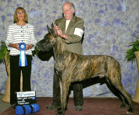 thor kourt great danes