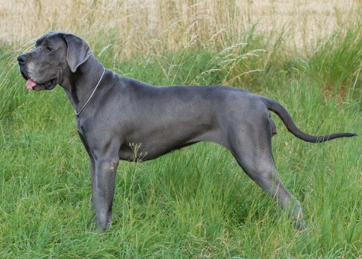 steel blue great dane