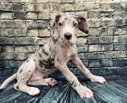sapphire great danes