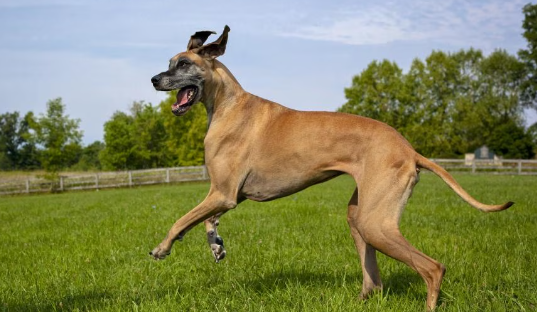 red dane dog