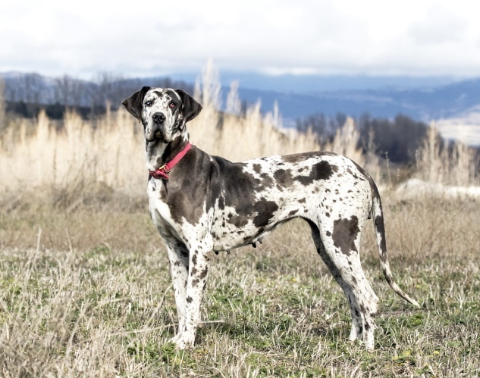 purebred great dane cost