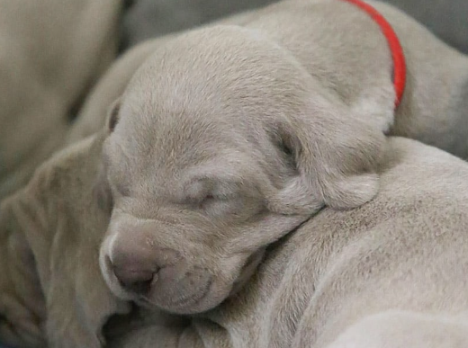 pocket dane