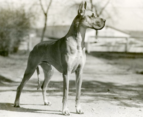 original great dane