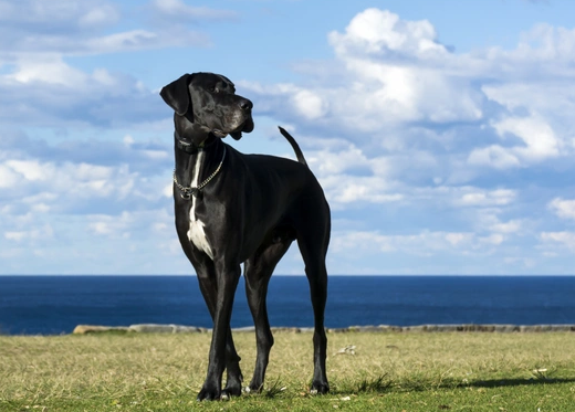pets4homes great dane