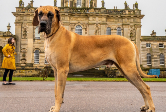 orange great dane