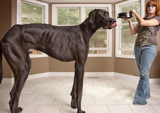 oldest living great dane 2022