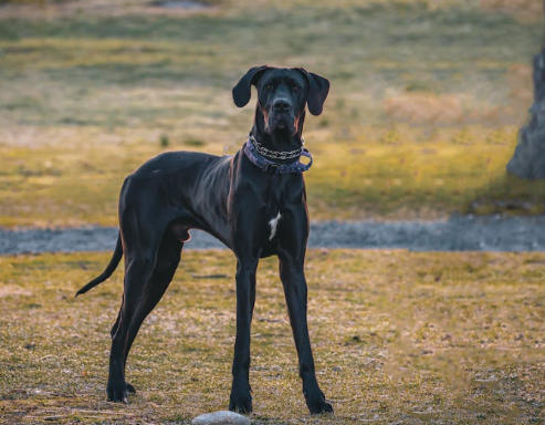 northern soul great danes