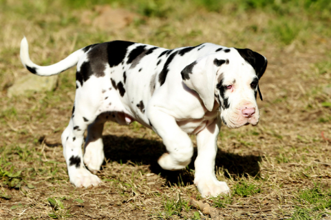 purebred great dane puppies