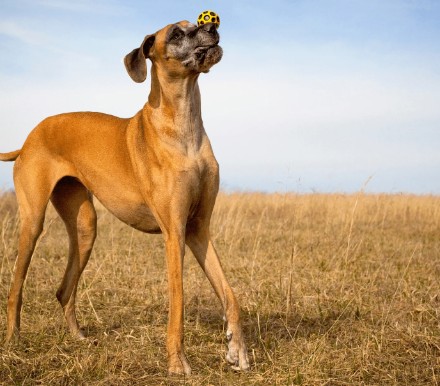 red great dane