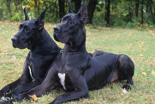 segen great danes
