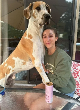 southern pines great danes
