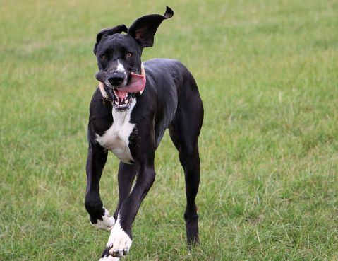 tuxedo great dane