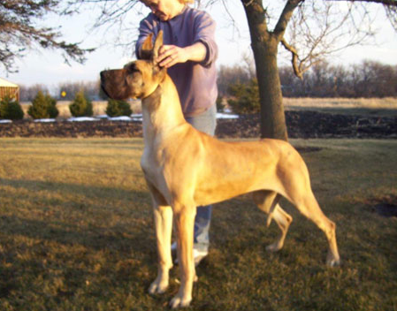 northwind great danes