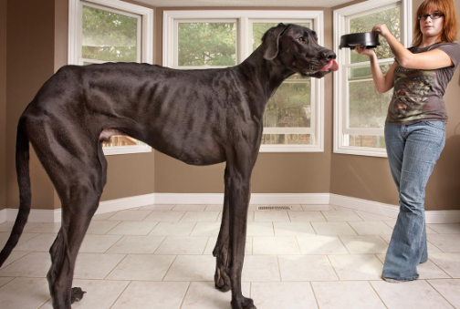 the worlds biggest dog