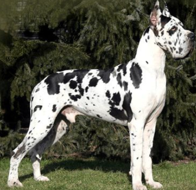 the great dane price