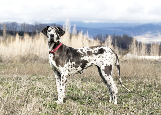 the patriot great danes