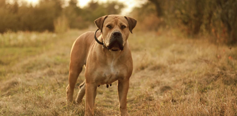 Boerboel Breed Overview