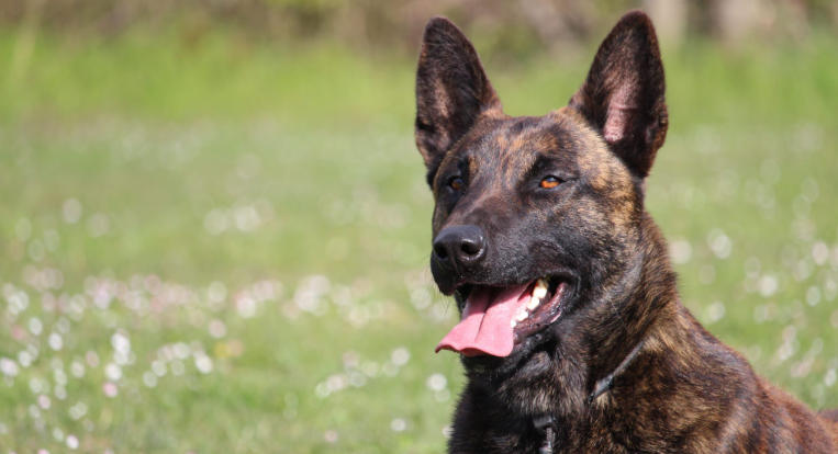 Dutch Shepherd Breed Facts