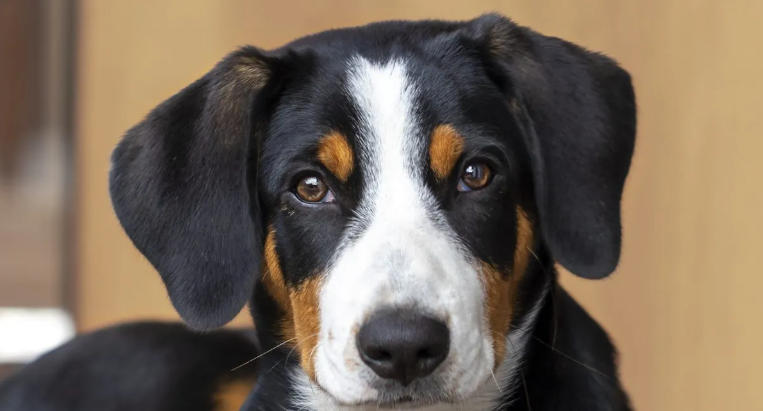Entlebucher Mountain Dog Spotlight