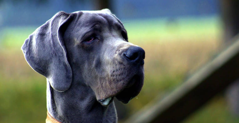 Great Dane Breed Profile